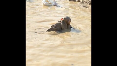 Mother monkey save her Child