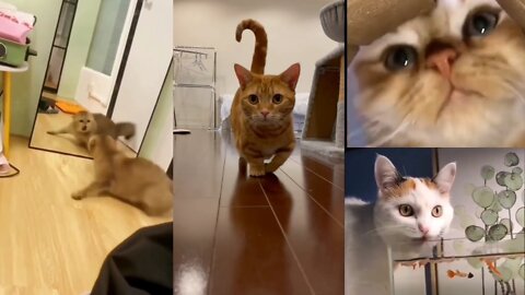 Cute and funny cats & baby cat videos