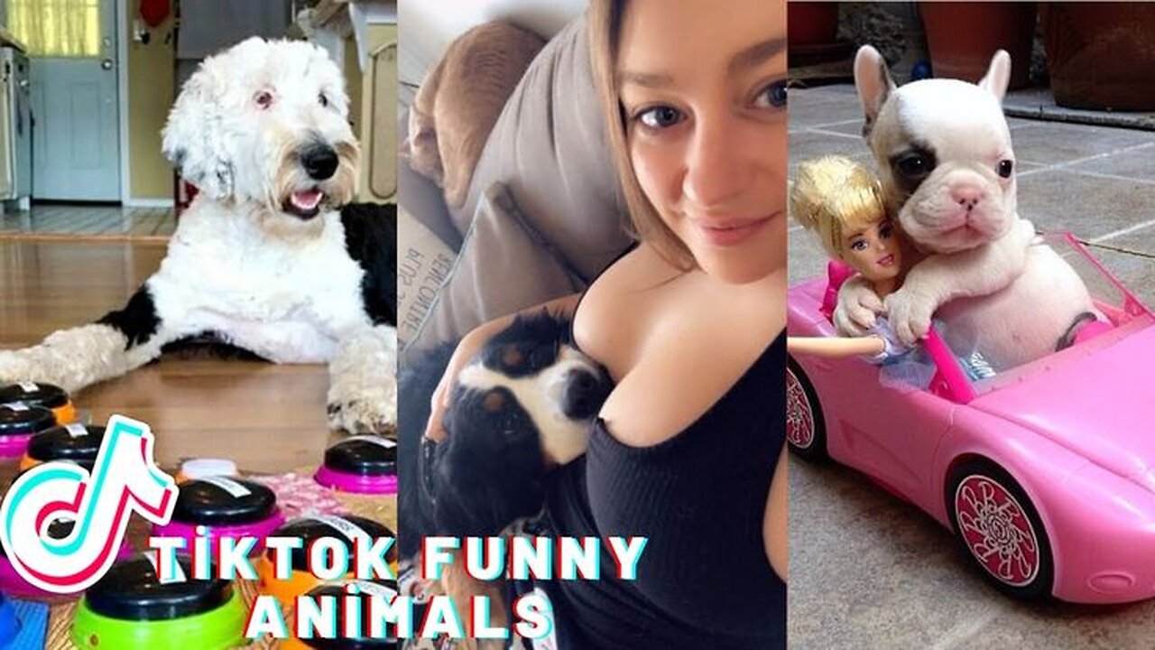 TikTok Animals-Funny and Cute - Animal Video | Funny Mumma