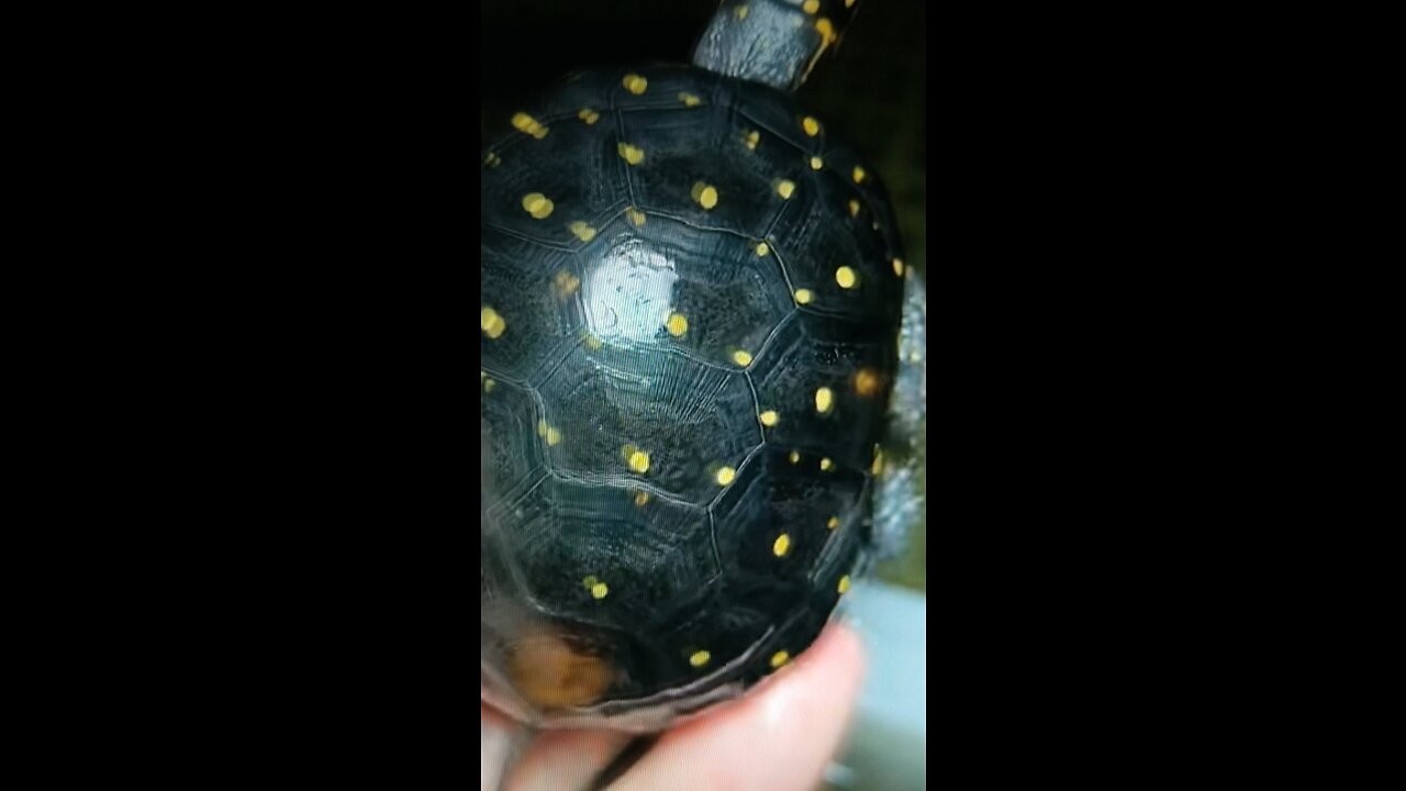 Very beautiful Galaxy like black Tortoise