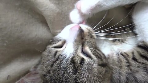 Cute Baby Cat Cleans His Little Toe Beans and Yawns