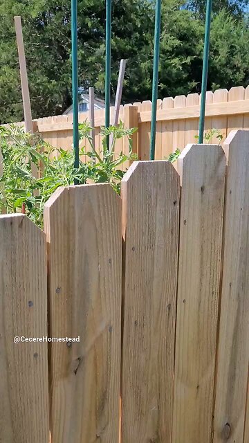 One Month Tomato Growth