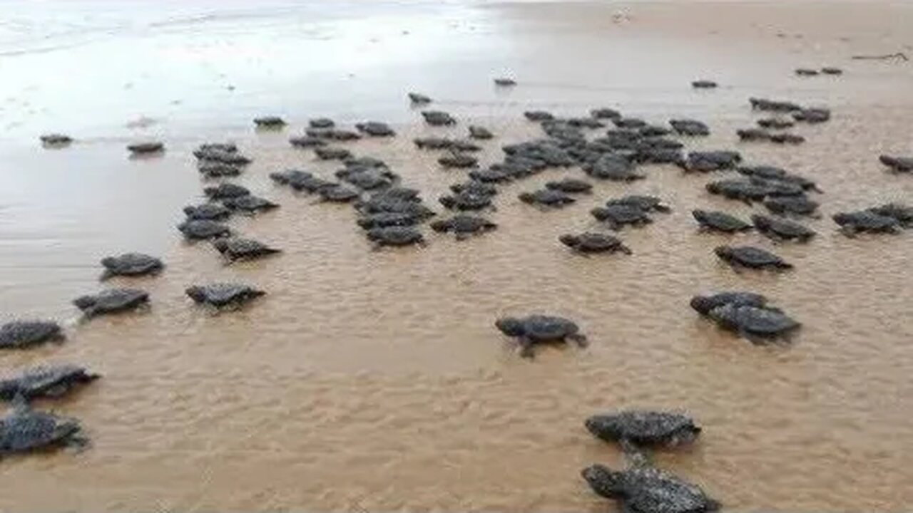 🟢 Nascimento das Tartarugas de Pente em Ponta de Campina ( Paraíba ) - Associação Guajiru