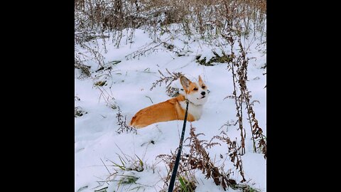 Corgis in snow