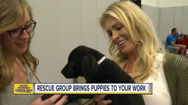 SPCA Tampa Bay's new rescue program Whiskers at Work brings puppies and kittens to your office