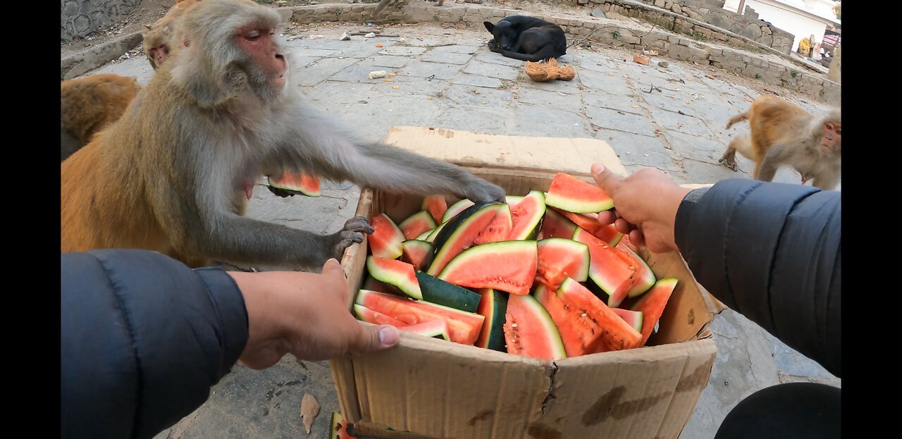 feeding watermelon to hungry wild monkey || monkey love watermelon