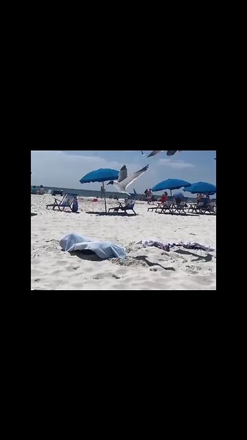 Girl Fails To Catch Seagulls! #MegaFails #Shorts