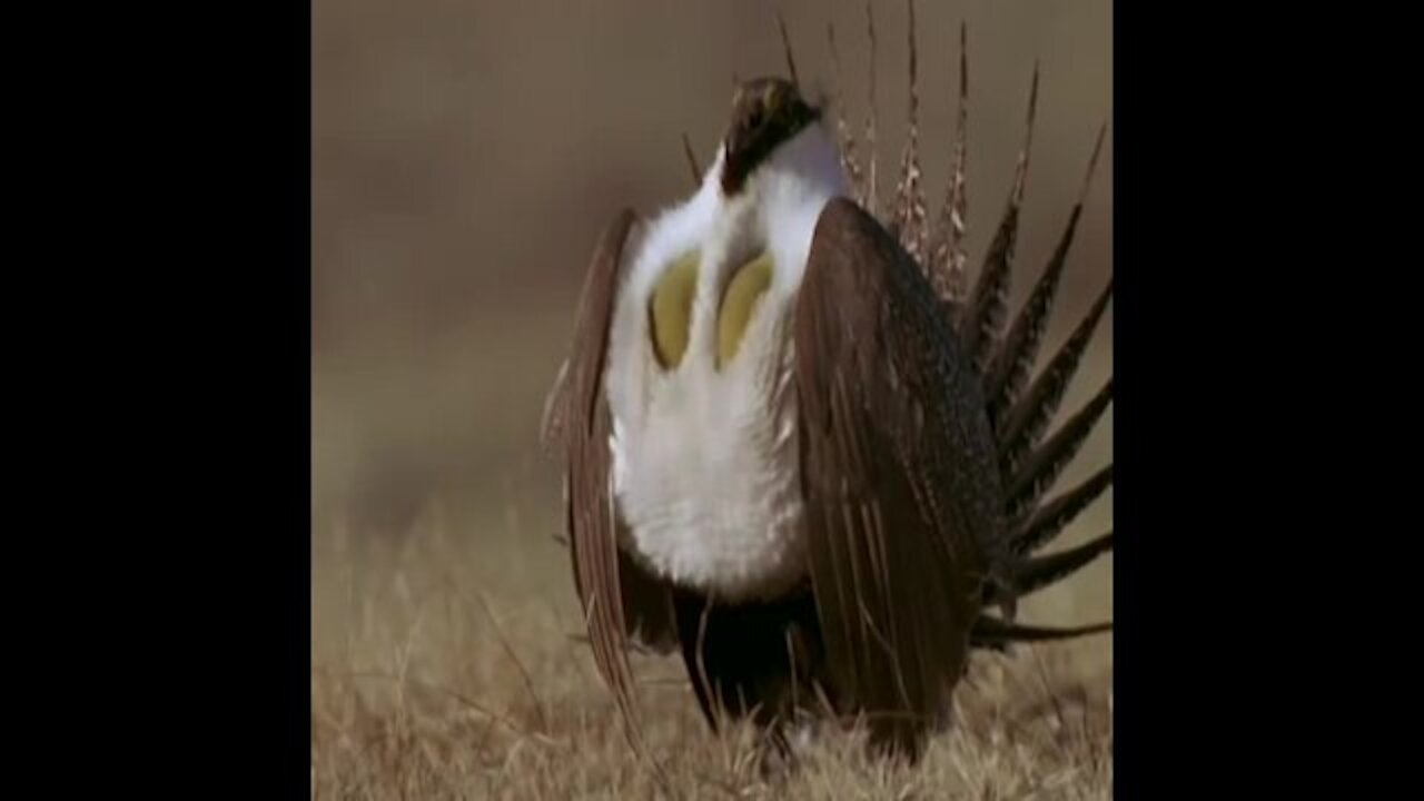 What this interesting bird does to attract matter is very beautiful