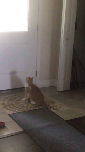 Simon IS the real Dragonslayer 🐅⚔️