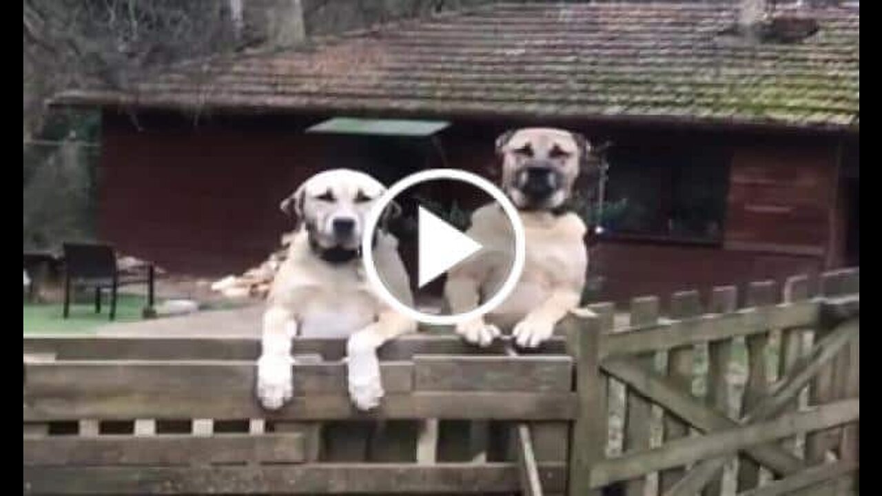 Anatolian Shepherd Dogs in the Garden