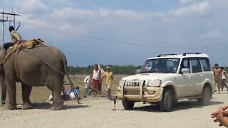 Elefant bugserer bil i Indien