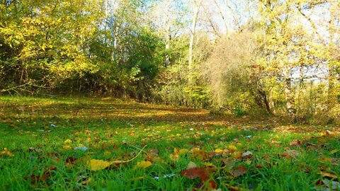 NATURE SOUNDS-FOREST BIRDS SINGING-RELAXING SOUND OF WIND & WOODLAND BIRDSONG-STUDY/SLEEP MEDITATION