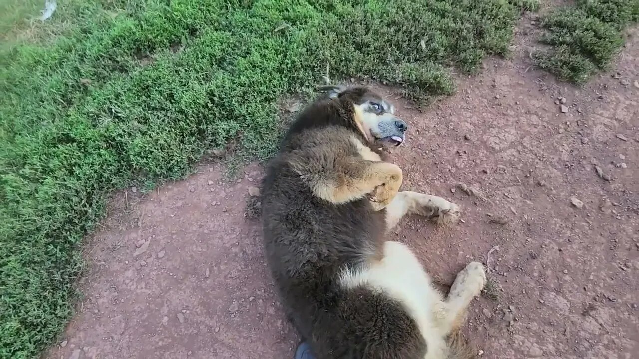 Ancient Guardians Farm aboriginal Tibetan Mastiff Jalus playing dead