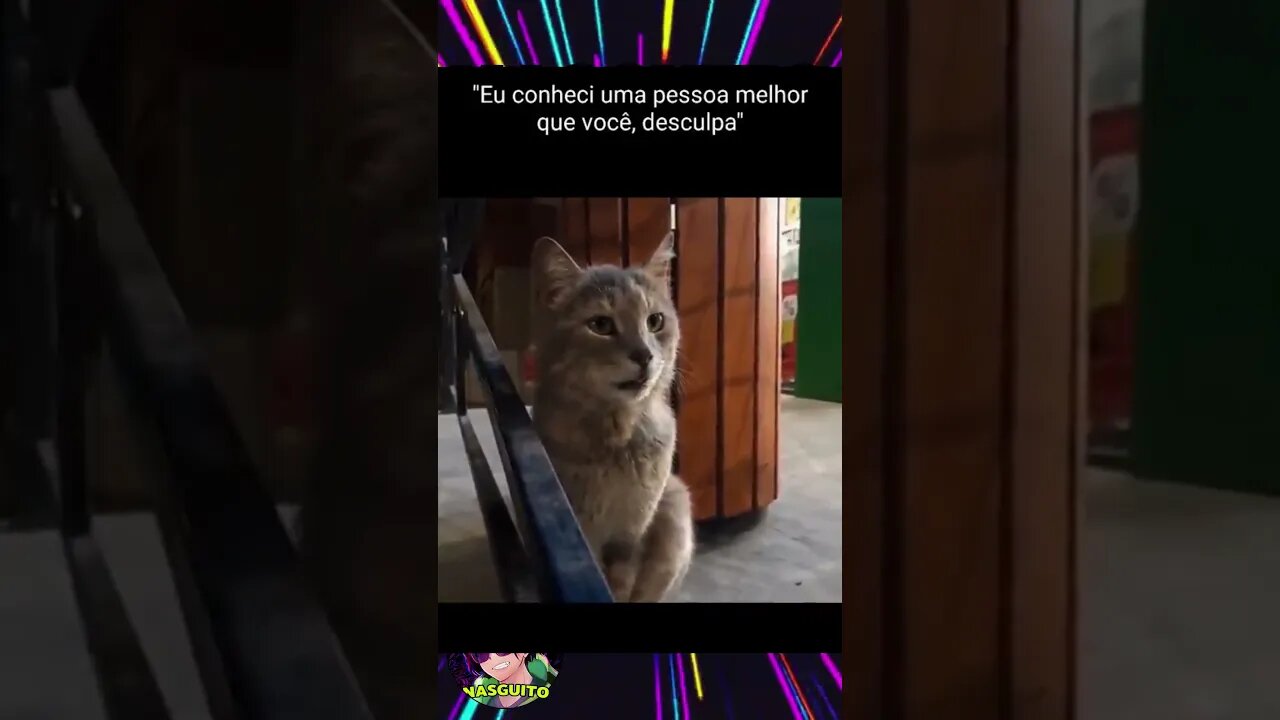 QUEBROU O CORAÇÃO DO GATINHO