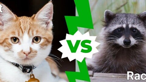 Kitty 😺 vs Raccoon 🦝