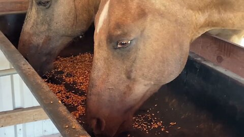 Feeding Horses Grain After Vet Visit & Shots - Discussing Food & Feeding Issues With Horses