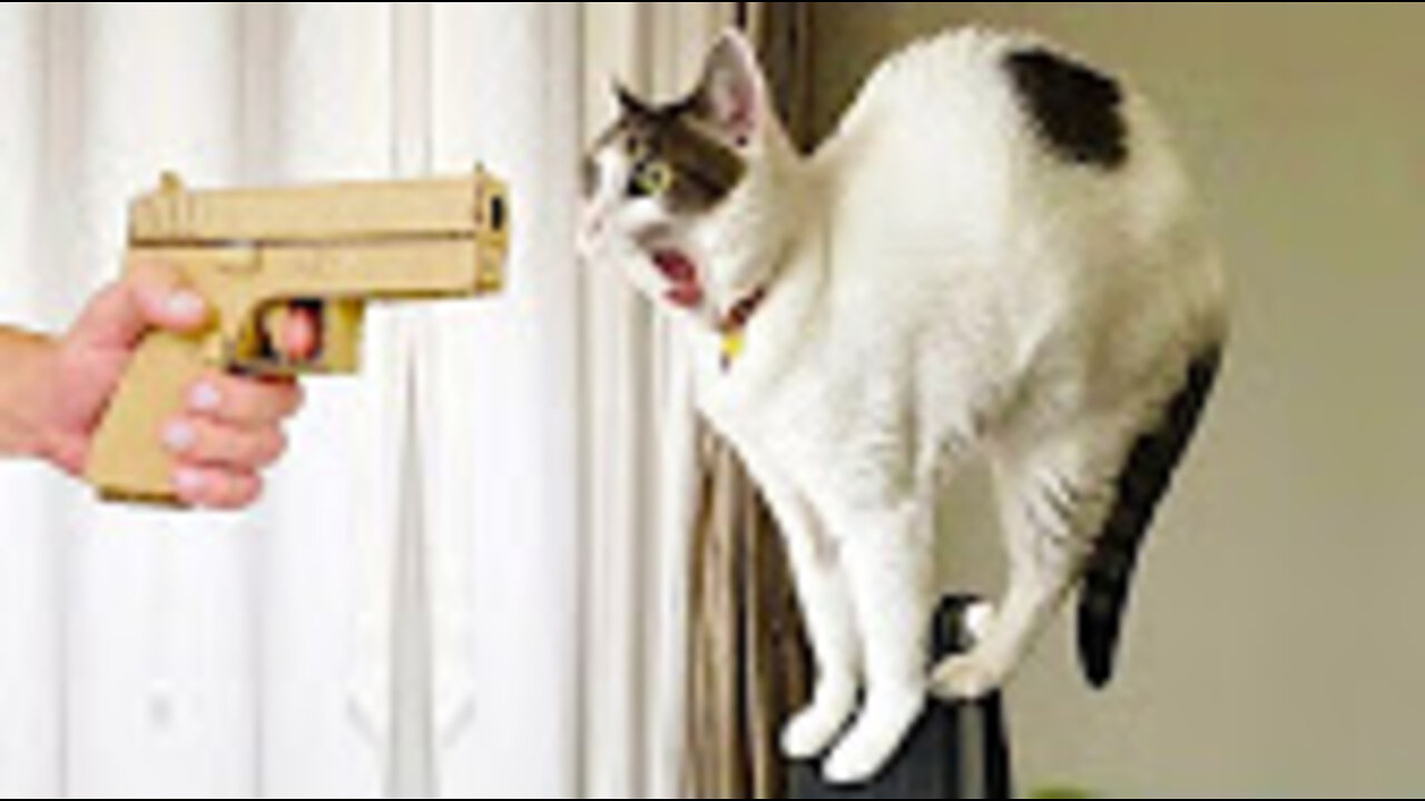 Cute Pets Doing Funny Things (Funny Animal Videos) | Pet Videos That Make You Laugh in 2022 - Part 3