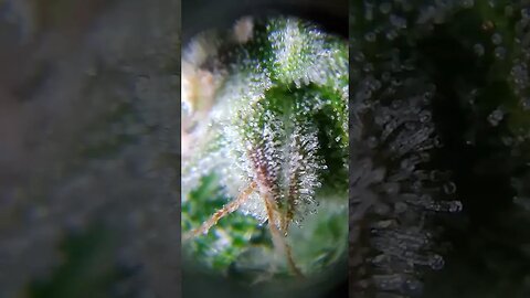 Northern Lights Auto Trich Scan (Few Amber)