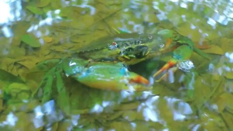 Find crab in water for cook | Eat crab and cucumber with carrots-5