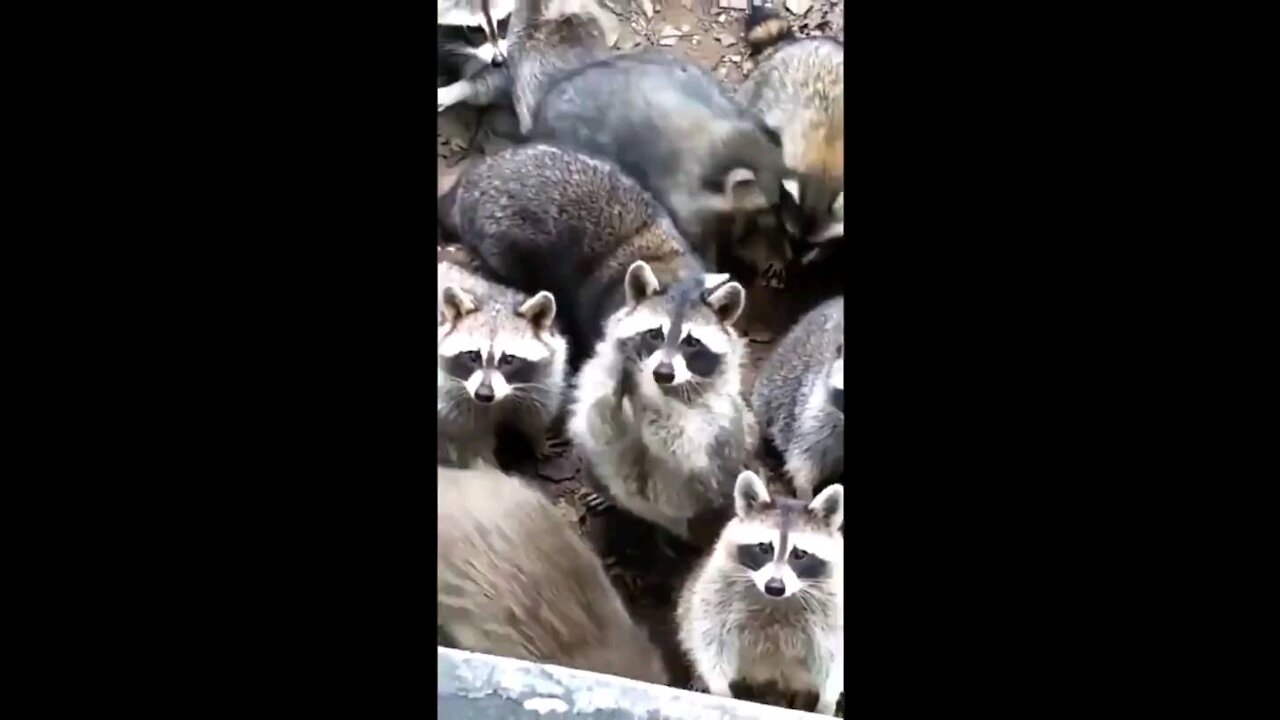 A bunch of bandits