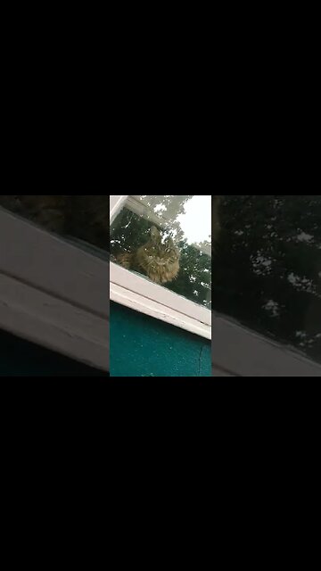 maine coon cat in window along dog walk 🐾🐾🐾🐾🐾