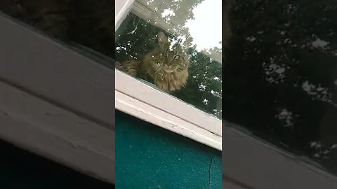 maine coon cat in window along dog walk 🐾🐾🐾🐾🐾