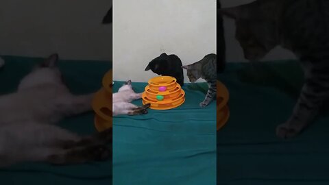 gatinhos brincando