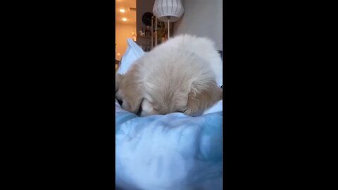 Baby_dog#cute_puppy_barking#4kviral#shorts_#15(480