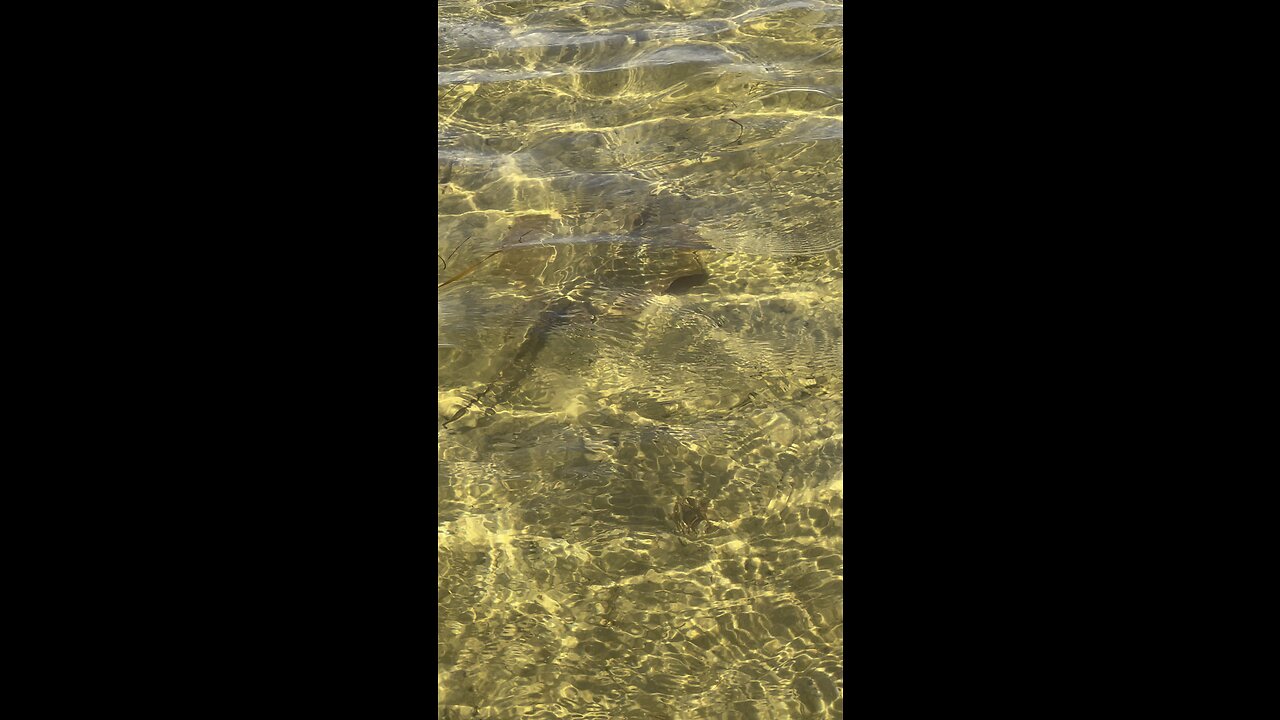 Pine island stingray