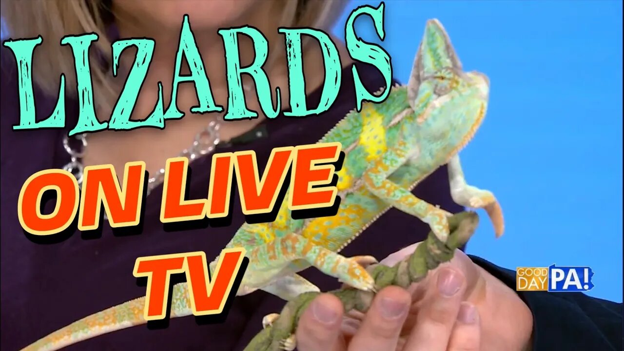 Geckos, Chameleons, and Iguanas on LIVE TV