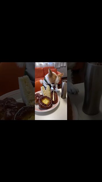 This Chihuahua Is Too Cute! You Won't Believe What Happens Next!