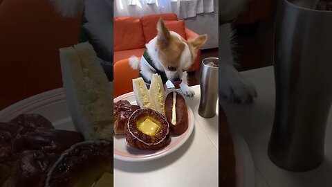 This Chihuahua Is Too Cute! You Won't Believe What Happens Next!