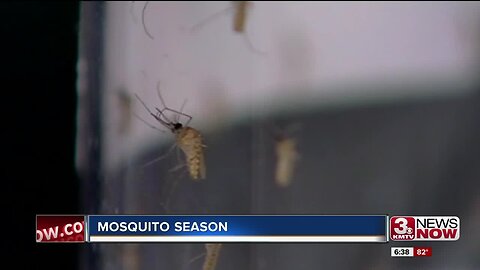 Mosquito Season In the Metro