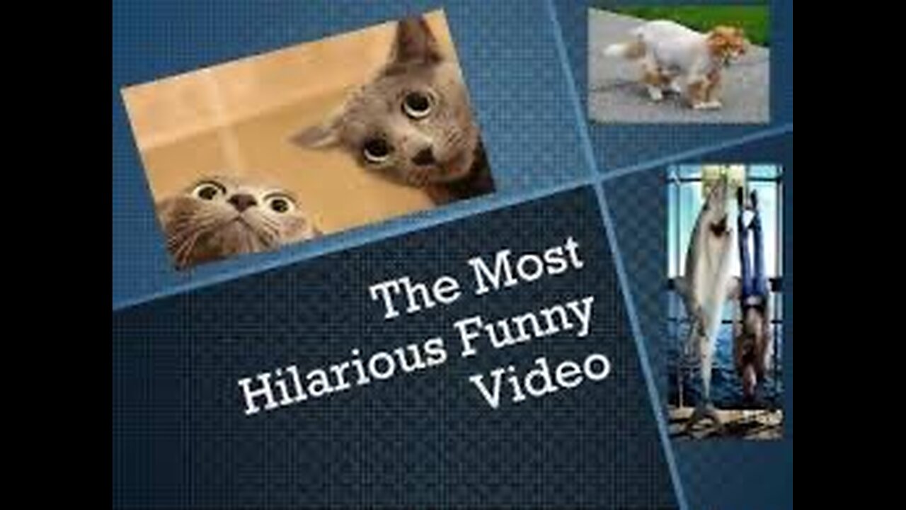 Funny moment of animal . Haven’t seen this much of funny😅😅