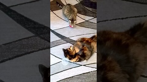 Cats Enjoying Catnip