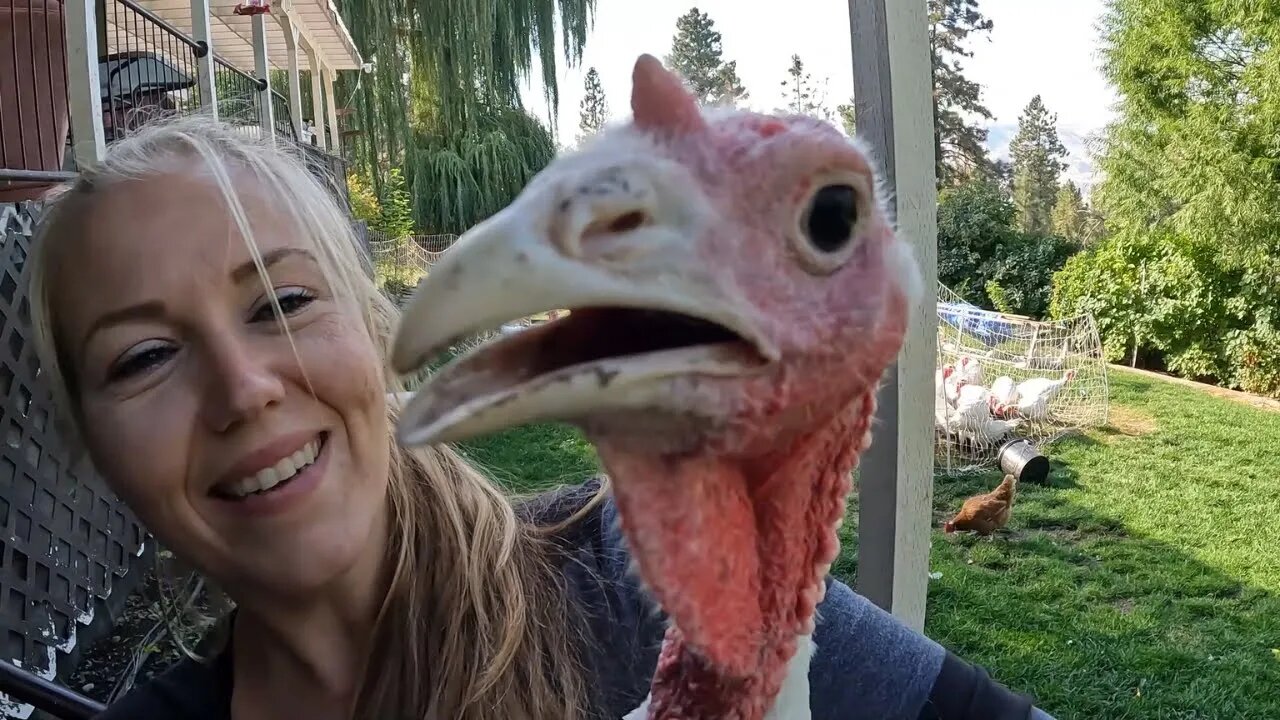 Will They Be Ready By Thanksgiving?