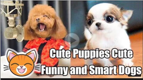 Cute Puppies Funny and Dogs