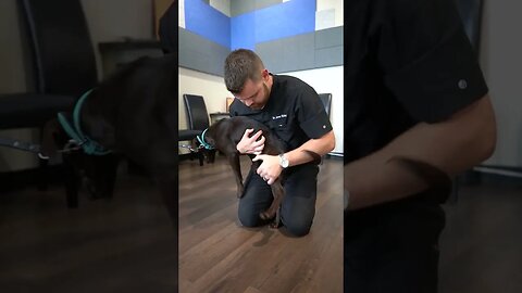 Sweet puppy gets Chiropractic Adjustment!