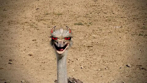Funny ostriches running and dancing