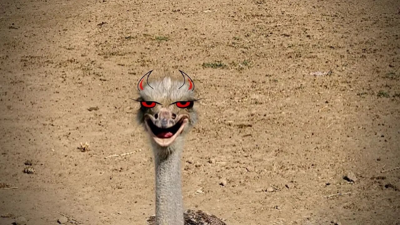 Funny ostriches running and dancing