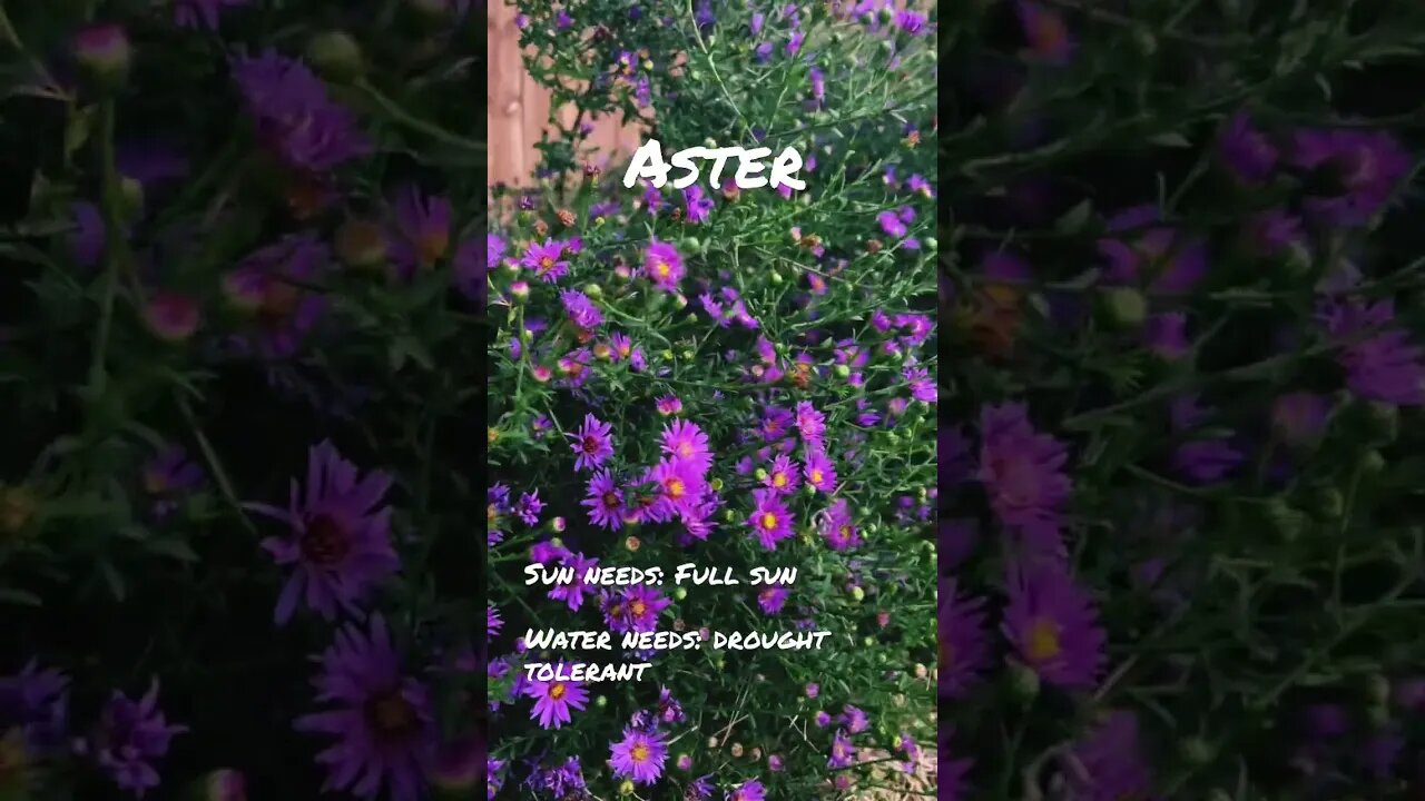 Astereae
