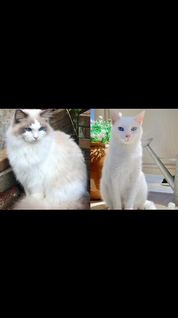 My British Shorthair cats 😻