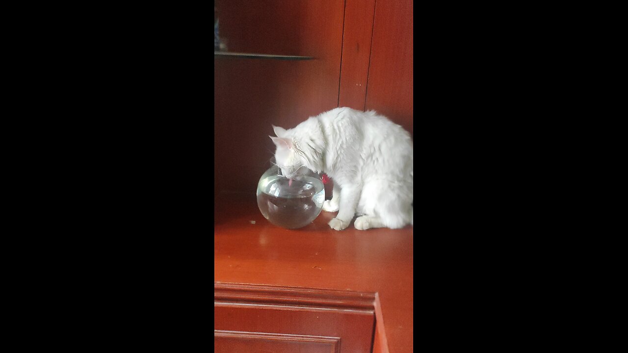 My Cat Ditched His Water Bowl