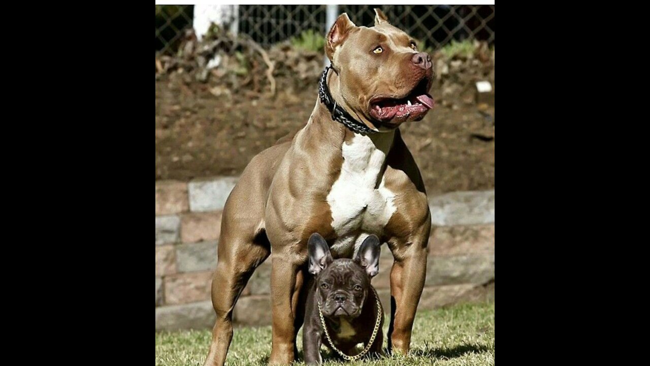 🔥CRAZY🔥Top 25 Best American Bully Videos