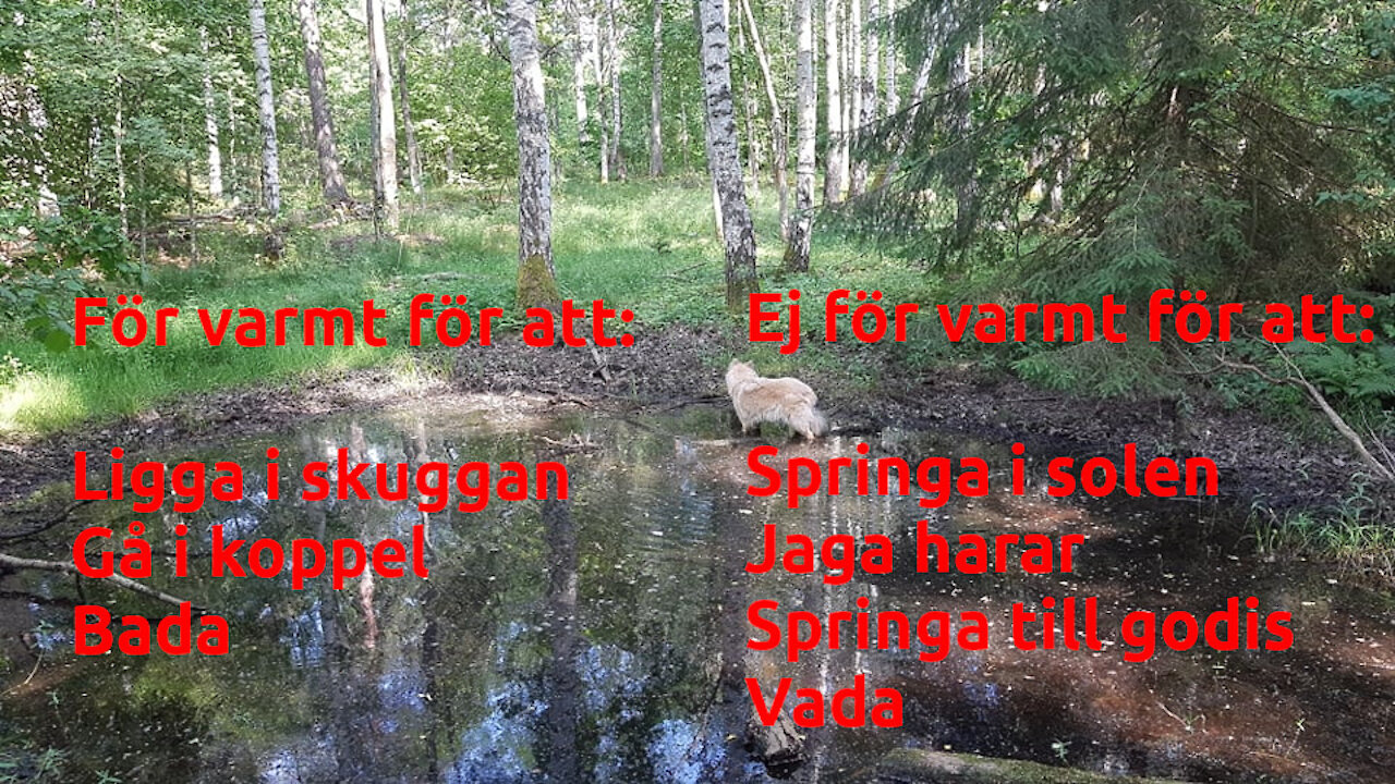 Behandling av lång covid. Ivermektin Norge. Ronaldo botar narcissism. Hund-vinäger. Vaccinförsäkring