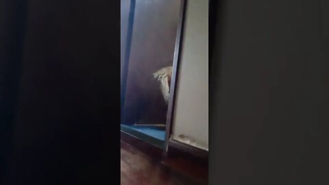 golden dog , shorts