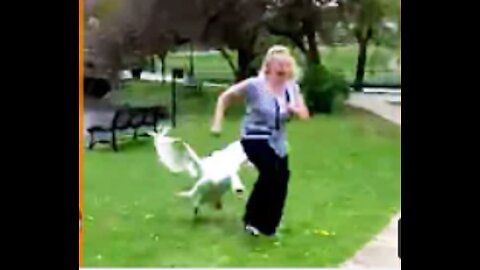 Reasons to NEVER Mess with Swans Again! 😅🤣 _ Best Funny Nature Fails