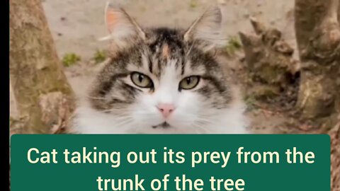 Cat taking out its prey from the trunk of the tree.