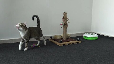 Cat Plays with Feather Wand