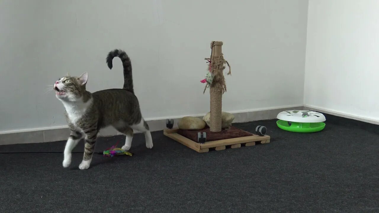 Cat Plays with Feather Wand